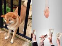 旺腳卡門，京東股權(quán)眾籌