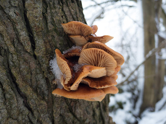 最強(qiáng)攝影手機(jī)松下CM1樣張曝光