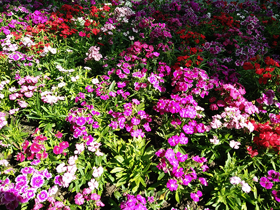 璀璨致美顏值爆表，OPPO R1C體驗(yàn)評(píng)測