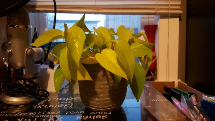 細(xì)節(jié)為王，從對(duì)比樣張看三星S6秒殺iPhone6 Plus