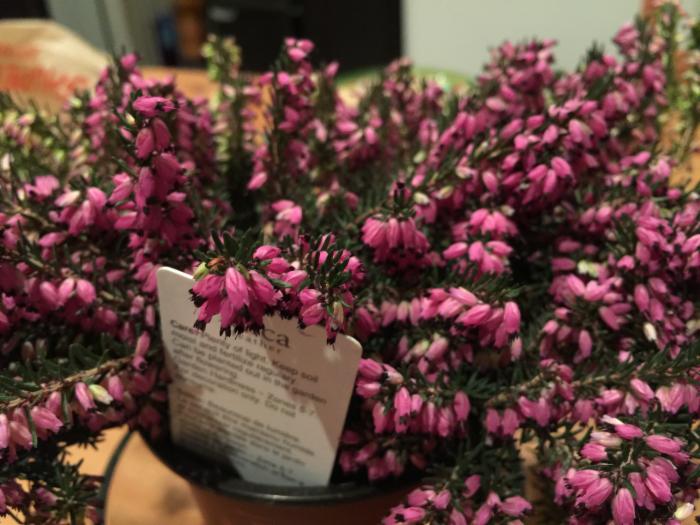 細(xì)節(jié)為王，從對(duì)比樣張看三星S6秒殺iPhone6 Plus