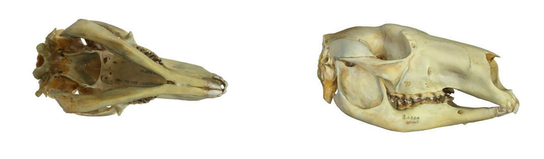 在 Google 線上博物館，觀展有了新玩法