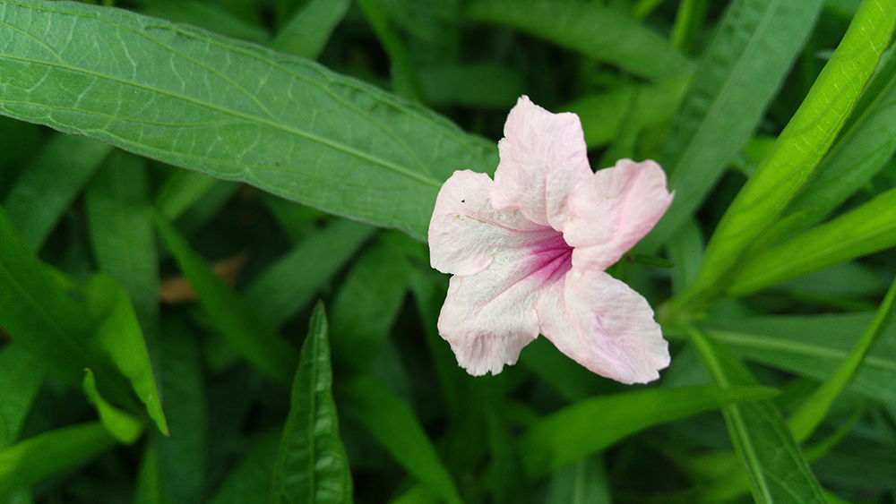 延續(xù)強(qiáng)勁拍攝功能，nubia Z9 mini體驗(yàn)