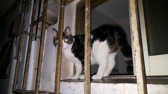 不僅是顏值暴增，三星Galaxy S6一個(gè)月體驗(yàn)