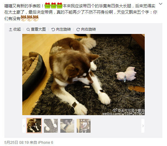 活得不如狗？王思聰愛犬身戴2只蘋果表