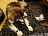 活得不如狗？王思聰愛犬身戴2只蘋果表