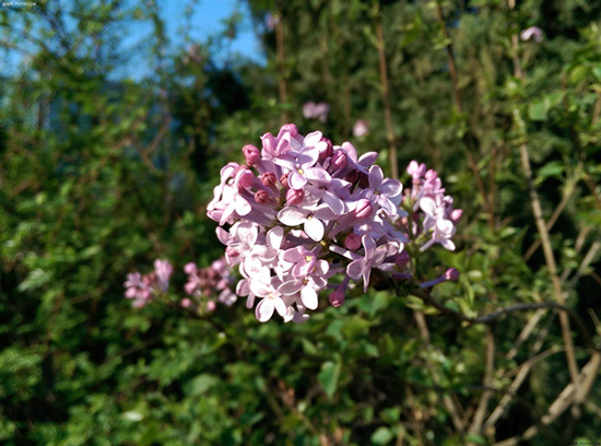 僅是個(gè)噱頭！手機(jī)雙攝像頭實(shí)用價(jià)值并不高