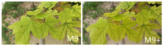 僅是個(gè)噱頭！手機(jī)雙攝像頭實(shí)用價(jià)值并不高