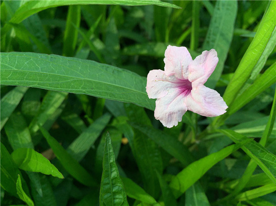 無(wú)邊框的千元機(jī)，樂視超級(jí)手機(jī)1使用體驗(yàn)