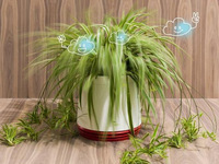 小米看呆了，不用充電的智能凈化花盆