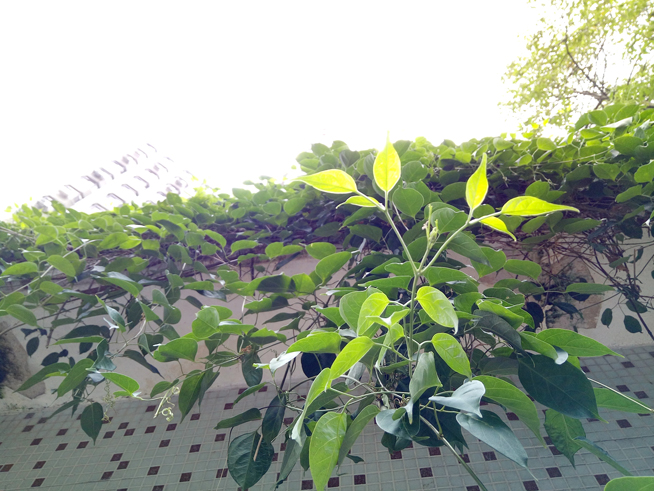 豈止于大！金屬美機(jī)OPPO R7 Plus體驗(yàn)評測