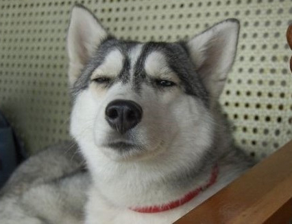 劉強(qiáng)東還是娶了奶茶MM，網(wǎng)友的最強(qiáng)神評論竟是……