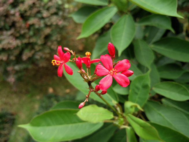 1+2能否大于3？拍照強機一加手機2評測