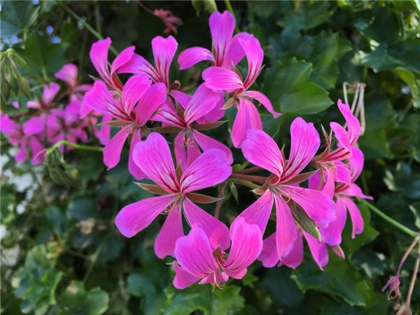 拍照對比：iPhone 6s Plus、三星S6 edge+、LG G4