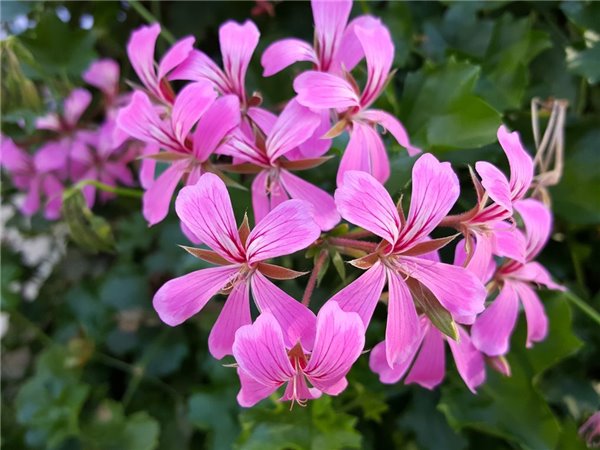 拍照對比：iPhone 6s Plus、三星S6 edge+、LG G4