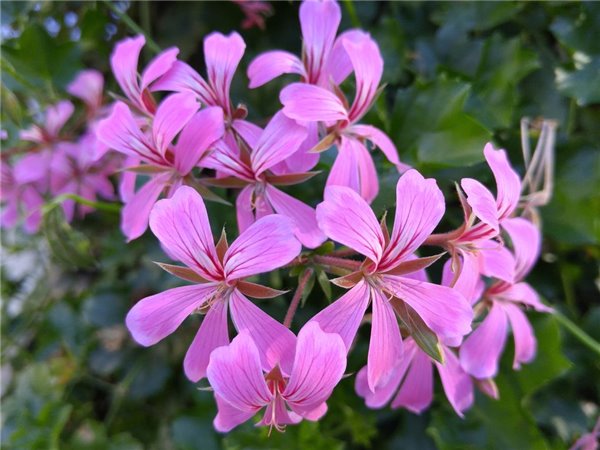 拍照對比：iPhone 6s Plus、三星S6 edge+、LG G4