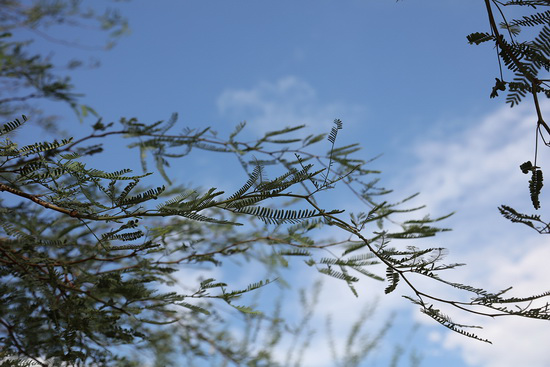 買哪個(gè)好？終極PK：微單和單反誰出色？