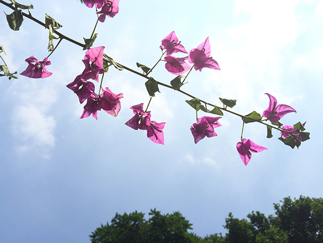 拍照差別大嗎？iPhone 6s Plus對比iPhone 6 Plus