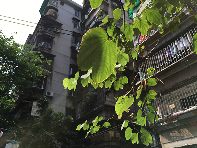 拍照差別大嗎？iPhone 6s Plus對比iPhone 6 Plus