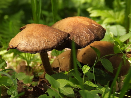 什么？蘑菇能做電池，還比鋰電池耐用！