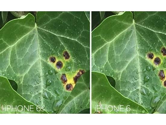 競爭真大！iPhone6s不再是移動拍照之王？