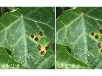 競(jìng)爭(zhēng)真大！iPhone6s不再是移動(dòng)拍照之王？