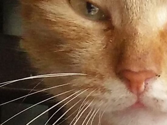 一加X樣張首曝光，跟紅米/魅藍比如何？