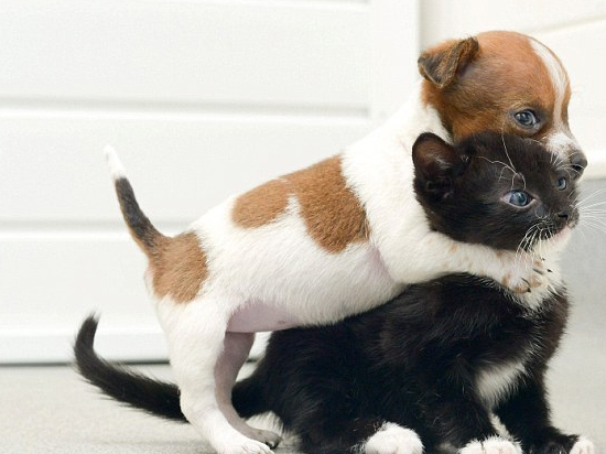 死杠天貓！京東雙11也舉行大型晚會(huì)