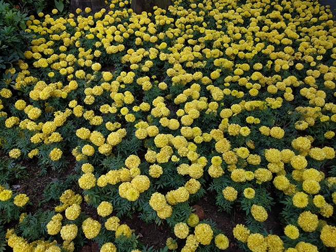 當親兒子也得要看氣質(zhì) Nexus 6P體驗評測