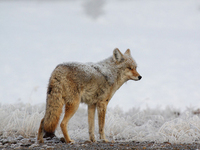 代工進(jìn)入寒冬？錘子T2代工廠長期拖欠工資 