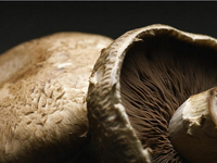 用蘑菇做電池：很環(huán)保，還能自己增加“電量”