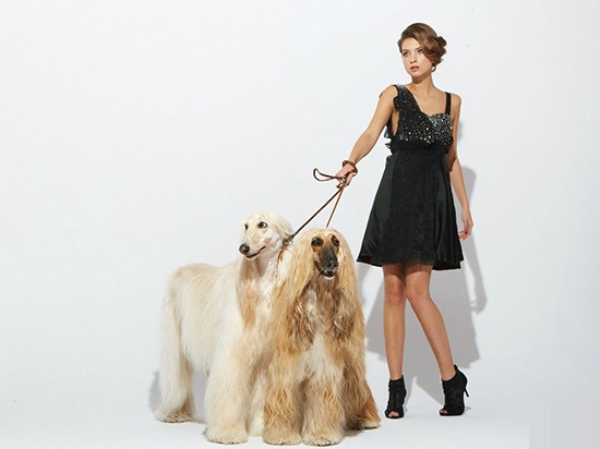 國(guó)內(nèi)最大寵物電商波奇網(wǎng)獲超1億美元融資 