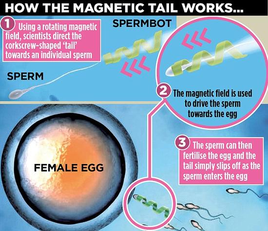 微型機器人或可解決受孕難的問題