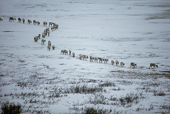 生活科學(xué)小知識(shí)：把討厭的蚊子徹底消滅真的好嗎？