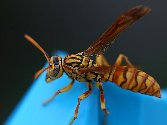 黃蜂導(dǎo)航能力完爆人類，或可改變無人機(jī)性能