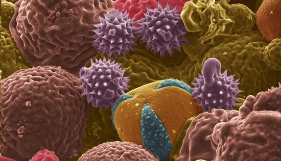 石墨電池容量太低？用花粉替代就能解決問題