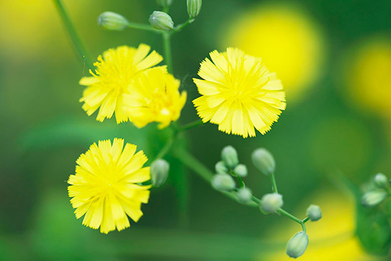 石墨電池容量太低？用花粉替代就能解決問題