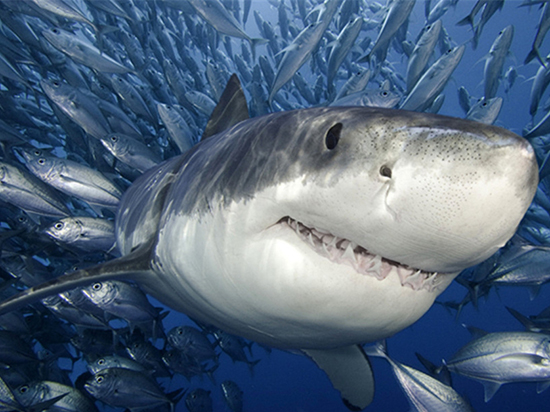 能像鯊魚一樣再生牙齒？只要喚醒基因就行