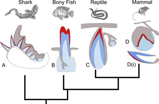 能像鯊魚一樣再生牙齒？只要喚醒基因就行