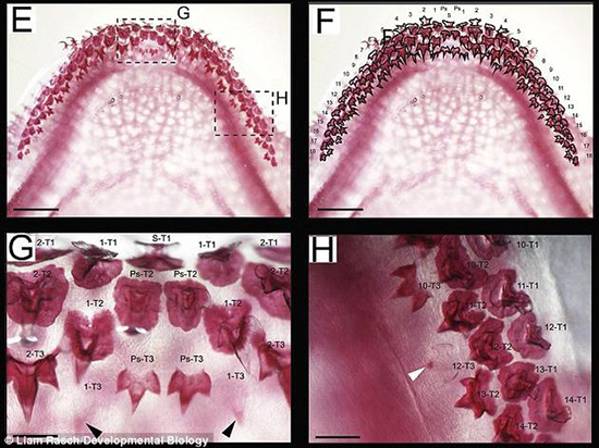 能像鯊魚一樣再生牙齒？只要喚醒基因就行