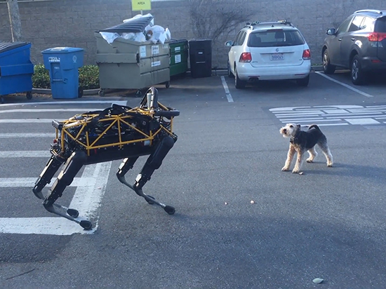 視頻：誰(shuí)是最后的贏家？ 機(jī)械狗大戰(zhàn)小萌犬