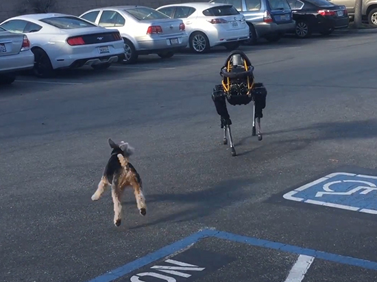 視頻：誰(shuí)是最后的贏家？ 機(jī)械狗大戰(zhàn)小萌犬