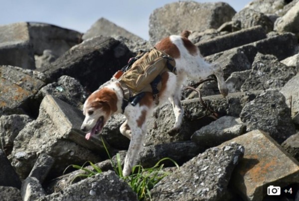 太給力！搜救犬也有智能背心了
