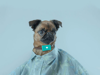 養(yǎng)狗很麻煩？請一個智能“管家”幫你吧