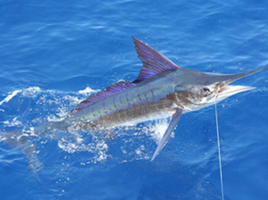 HTC兩款Nexus手機參數(shù)全曝光 好不好看谷歌