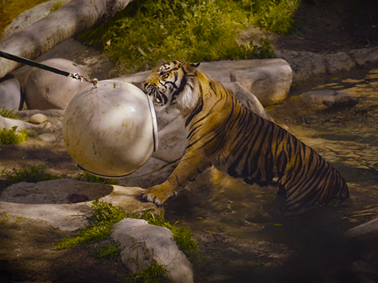 視頻：Google將手機扔給動物自拍 結(jié)果動物們懵了