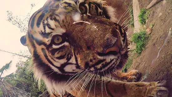 視頻：Google將手機扔給動物自拍 結(jié)果動物們懵了