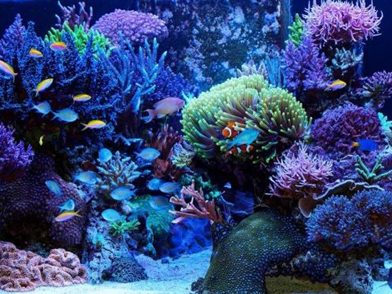 養(yǎng)魚怕麻煩？請個(gè)智能“專家”來幫你吧