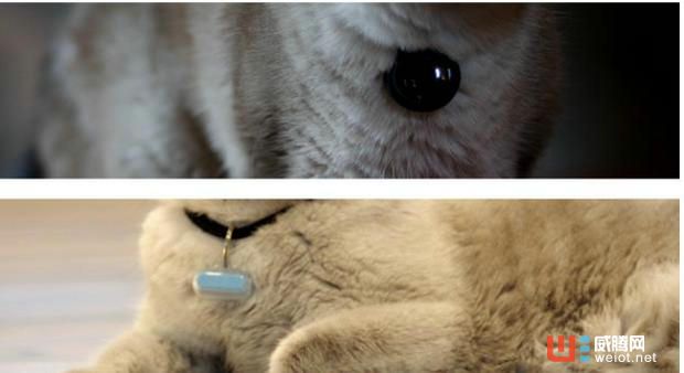 怕寵物走失？Poof幫你一秒定位汪星人！