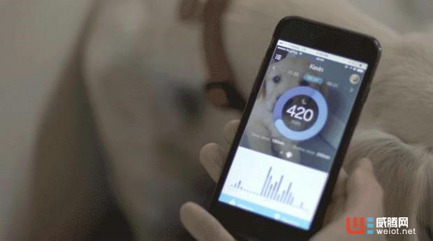 怕寵物走失？Poof幫你一秒定位汪星人！